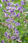 Blue wild indigo